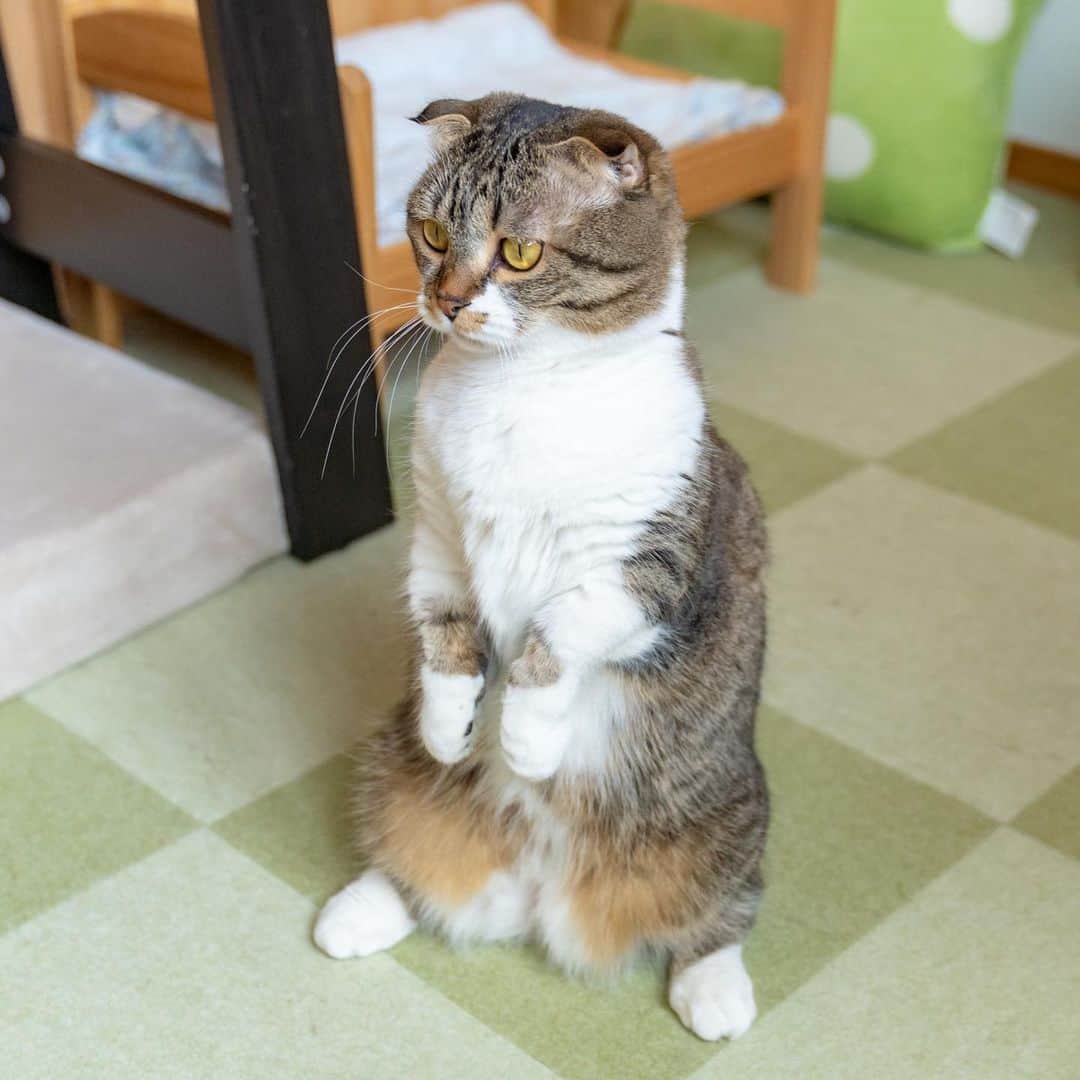 マアルのインスタグラム：「春風さん #🐱 #猫好きさんと繋がりたい #北海道 #旭川市 #ペットホテル #マンチカン」