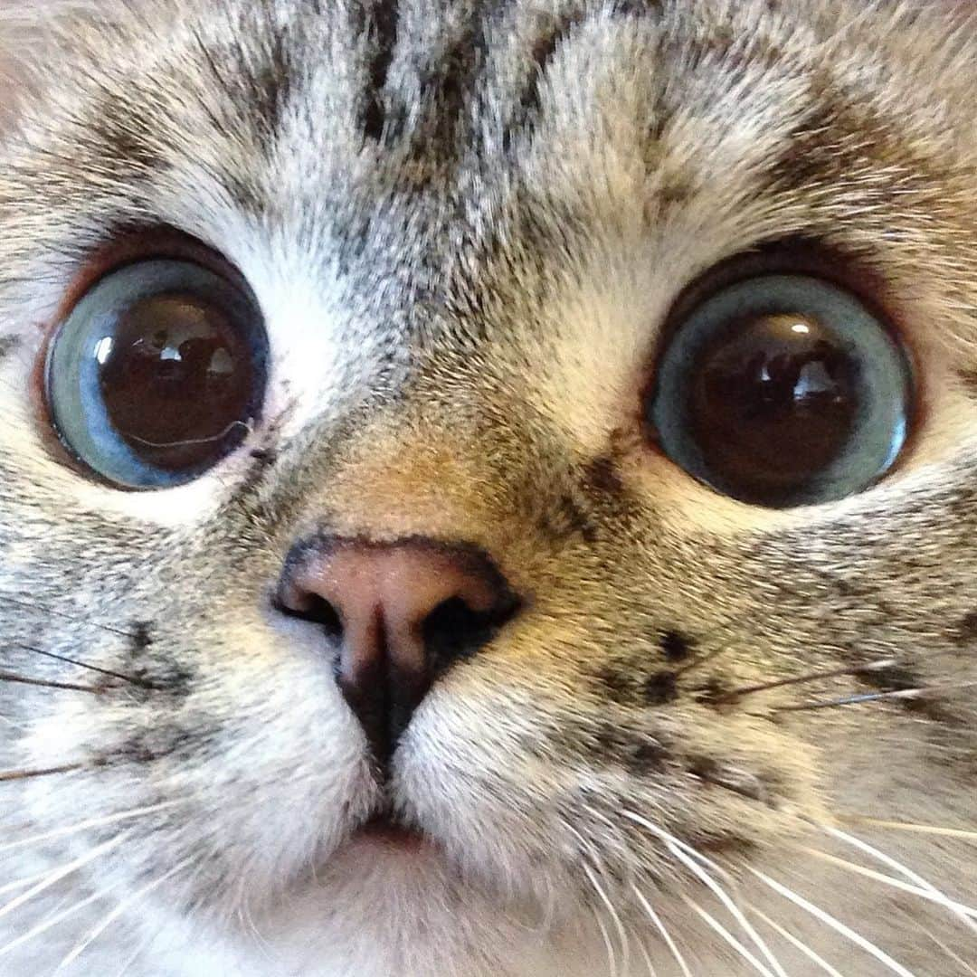 nala_catさんのインスタグラム写真 - (nala_catInstagram)「Do I look like a cartoon character? 🥰」9月20日 12時04分 - nala_cat