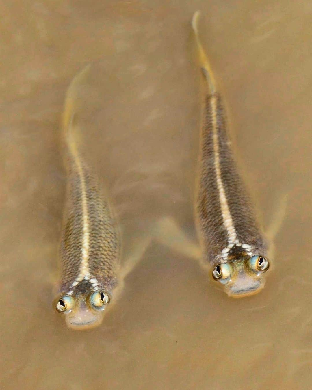 アメリカ自然史博物館さんのインスタグラム写真 - (アメリカ自然史博物館Instagram)「Have you ever heard of the four-eyed fish (Anableps anableps)? It has divided eyes: The top half of each pupil and lens is adapted for vision above the surface, while the bottom half works well below. Fish eyes focus by moving their lenses forward and back, the same way cameras do.  Photo: Cayambe」9月20日 12時17分 - amnh