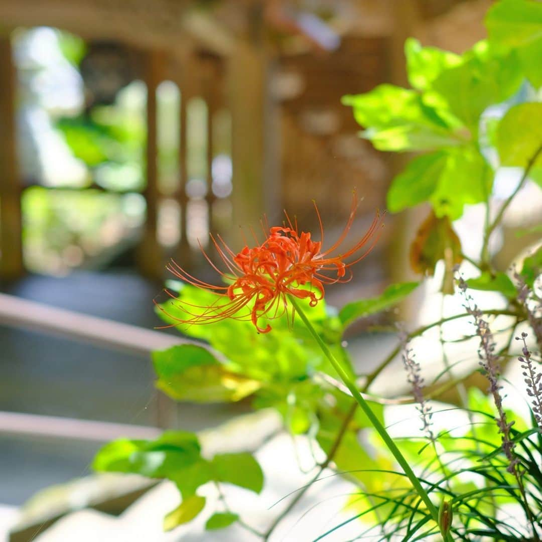 奈良 長谷寺 / nara hasederaさんのインスタグラム写真 - (奈良 長谷寺 / nara hasederaInstagram)「#彼岸 入り、#曼珠沙華 咲く  In Japan, three days before and after the autumn and spring equinox, a total of seven days is called the “Ohigan”. This is a time to respect and cherish your ancestors.  #長谷寺 #奈良長谷寺 #総本山長谷寺 #花の御寺 #奈良 #hasedera #hasederatemple #temple #japan #japanesetraditional #pilgrimage #nara #tourism #sightseeing #japanesetemple #西国 #西国三十三所 #霊場 #巡礼 #四寺巡礼 #やまとびとツアーズ #長谷寺が好き」9月20日 12時20分 - hase_dera