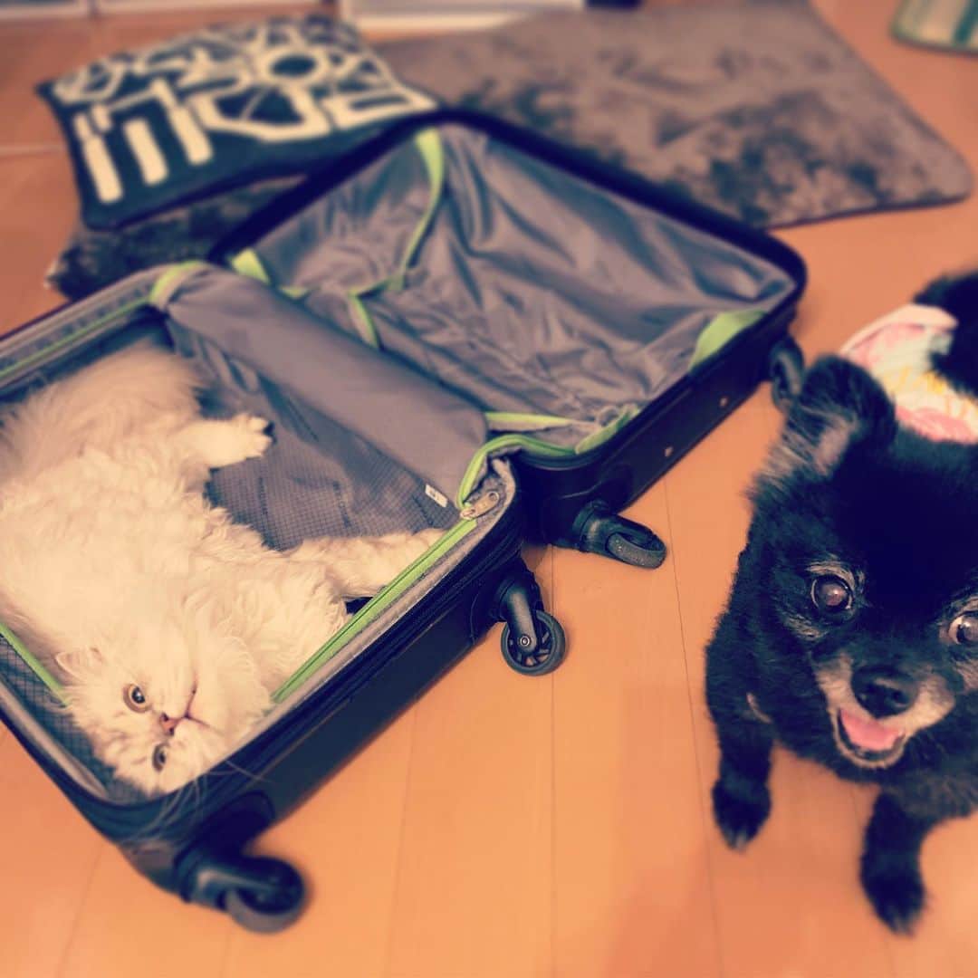 SATOKOさんのインスタグラム写真 - (SATOKOInstagram)「今日から大阪からの福岡(๑˃̵ᴗ˂̵) #パッキングしてたら必ずこうなる #猫あるある #スーツケースに必ず入る #犬と猫どっちも飼ってると毎日たのしい」9月20日 14時24分 - fc_satoko