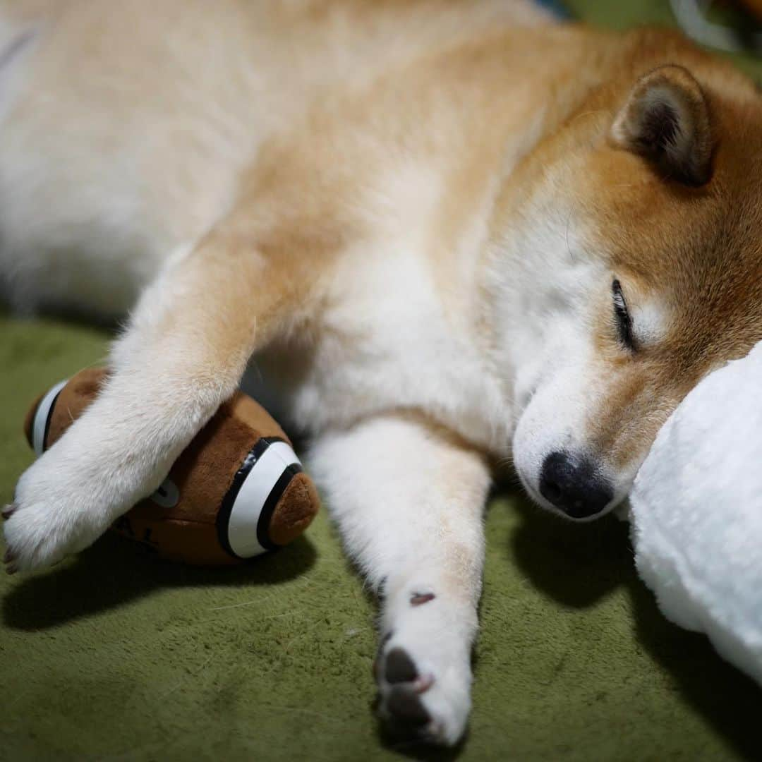 まる（まるたろう）さんのインスタグラム写真 - (まる（まるたろう）Instagram)「Good night!!✨🐶🏉✨そういえばラグビーの試合呼んでもらえないな〜🤔 #練習してないからかな #ボール持ってトライするの出来そうだけど #サササって避けて #ドーンってやるんでしょ #いける #呼んで #ラグビーワールドカップ2019」9月21日 0時23分 - marutaro