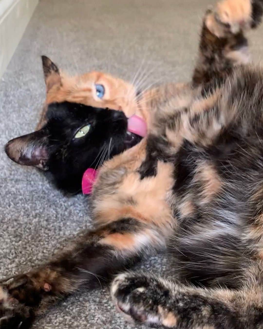 Venus Cat さんのインスタグラム写真 - (Venus Cat Instagram)「Neck flexibility is vital when grooming under the chin! 😹」9月21日 0時38分 - venustwofacecat