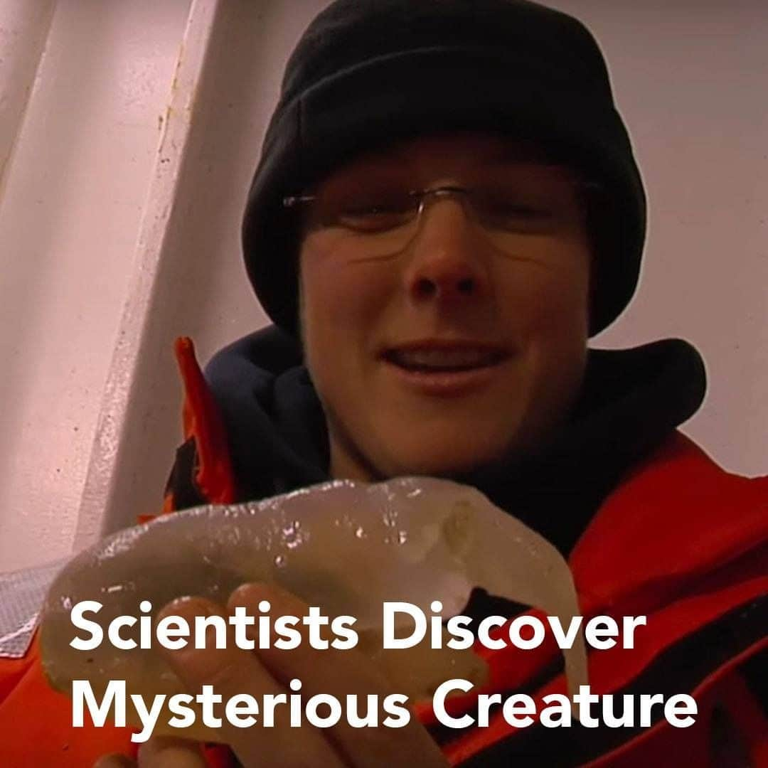 クリス・ハードウィックさんのインスタグラム写真 - (クリス・ハードウィックInstagram)「During Expedition Antarctica’s 50-day trek aboard New Zealand’s research ship the RV Tangaroa, researchers discovered a new creature in the mud 3,500 meters below the surface. This truly bizarre/unique specimen looks like a gelatinous cross between a slug and a hippopotamus. Find out more at the link in our bio.  #creature #antarctica #TheThing #science #uhoh」9月21日 0時44分 - nerdist