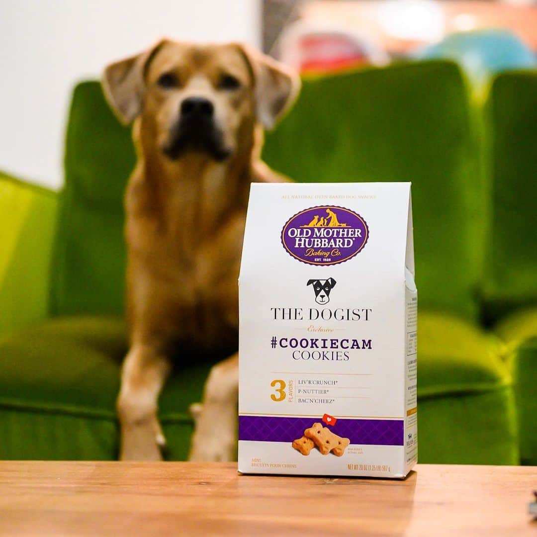 The Dogistさんのインスタグラム写真 - (The DogistInstagram)「#COOKIECAM cookies are here! I’ve photographed over 30,000 dogs and just about every one I’ve met loves these cookies from our official cookie partner, @oldmotherhubbarddogsnacks. To celebrate, we will be hosting the first ever DOGIST DOGS meet up – aka the “Cookie Committee”. I will be at Tompkins Square Park tomorrow from 1-3pm with @keepingfinn, @wafflenugget and @simonsits giving dogs cookies and meeting all of you. The Cookie Committee even deemed these cookies as “Certified Cronchy”, their highest honor. Get a box of these exclusive treats and use #cookiecam to see if your dog can catch one out of the air, and hopefully we’ll see you tomorrow! Available now at the link in bio」9月21日 0時52分 - thedogist