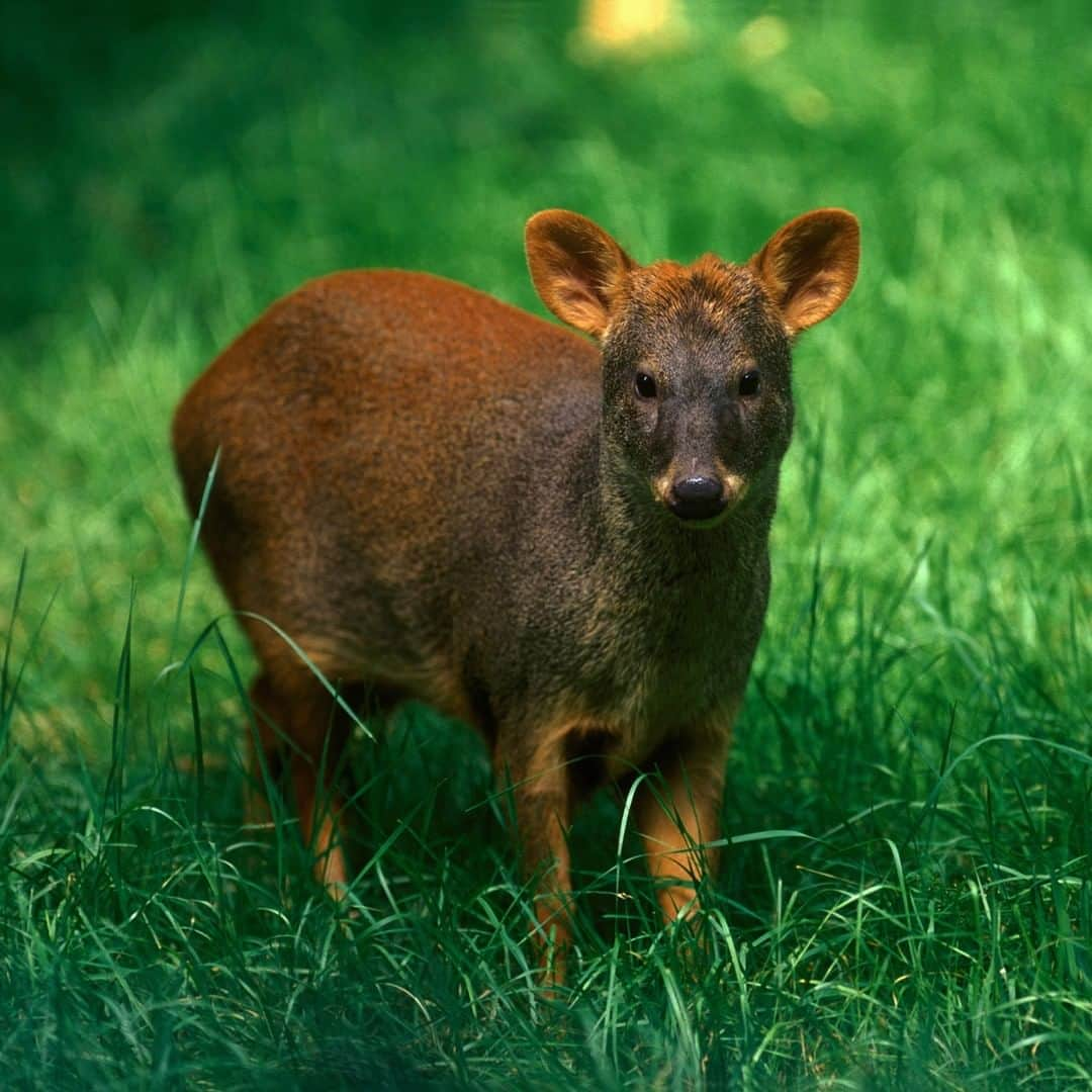 アニマルプラネットさんのインスタグラム写真 - (アニマルプラネットInstagram)「LOOK AT THIS LITTLE DUDE! The southern pudu deer is one of the tiniest members of the deer family. They can go long stretches without water and their main water source are succulents! . . . . . . #animalplanetupclose #animalsofinstagram #animalplanet #animaloftheday #wild #wildlife #outdoors #animals #wildanimals #conservation #nature #animallovers #instanature #wildgeography #pudu #deer」9月21日 1時00分 - animalplanet