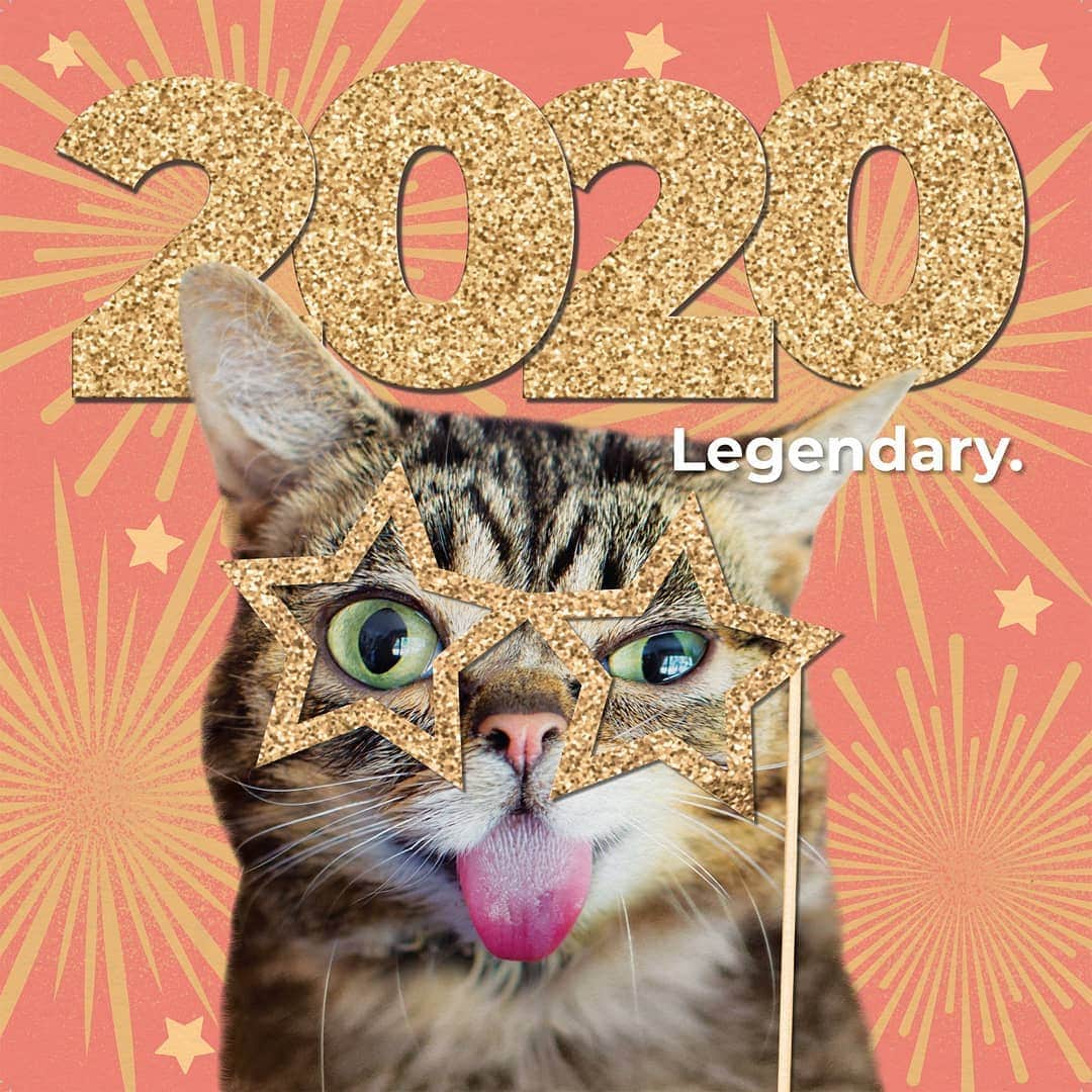Lil BUBさんのインスタグラム写真 - (Lil BUBInstagram)「BUB's Legendary 2020 Calendar has been unveiled! Pre-order one at the link in BUB's bio and and choose from one of 5 free gifts. As always, portion of all proceeds benefit special needs pets. #legendary #2020 #goodjobbub #lilbub」9月21日 1時16分 - iamlilbub