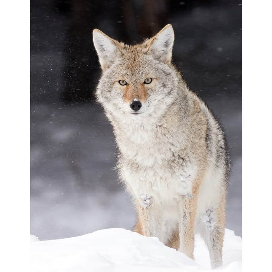 National Geographic Creativeさんのインスタグラム写真 - (National Geographic CreativeInstagram)「What's your favorite photo? Check out what caught our eye in this week's selection of #WhatWeLiked from the Image Collection editors | #Bolivia by @edsonvandeira | #Coyote by @robbiengs | #Aurora by @babaktafreshi | #HohRainforest by @argonautphoto」9月21日 1時08分 - natgeointhefield