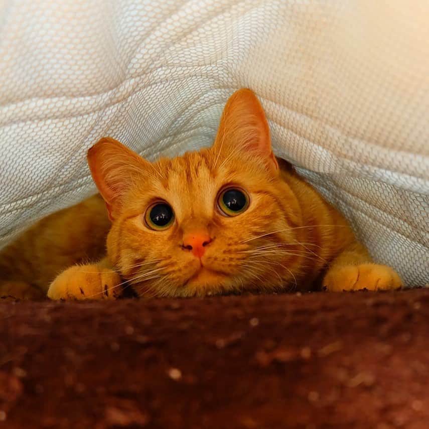 PECOねこ部のインスタグラム