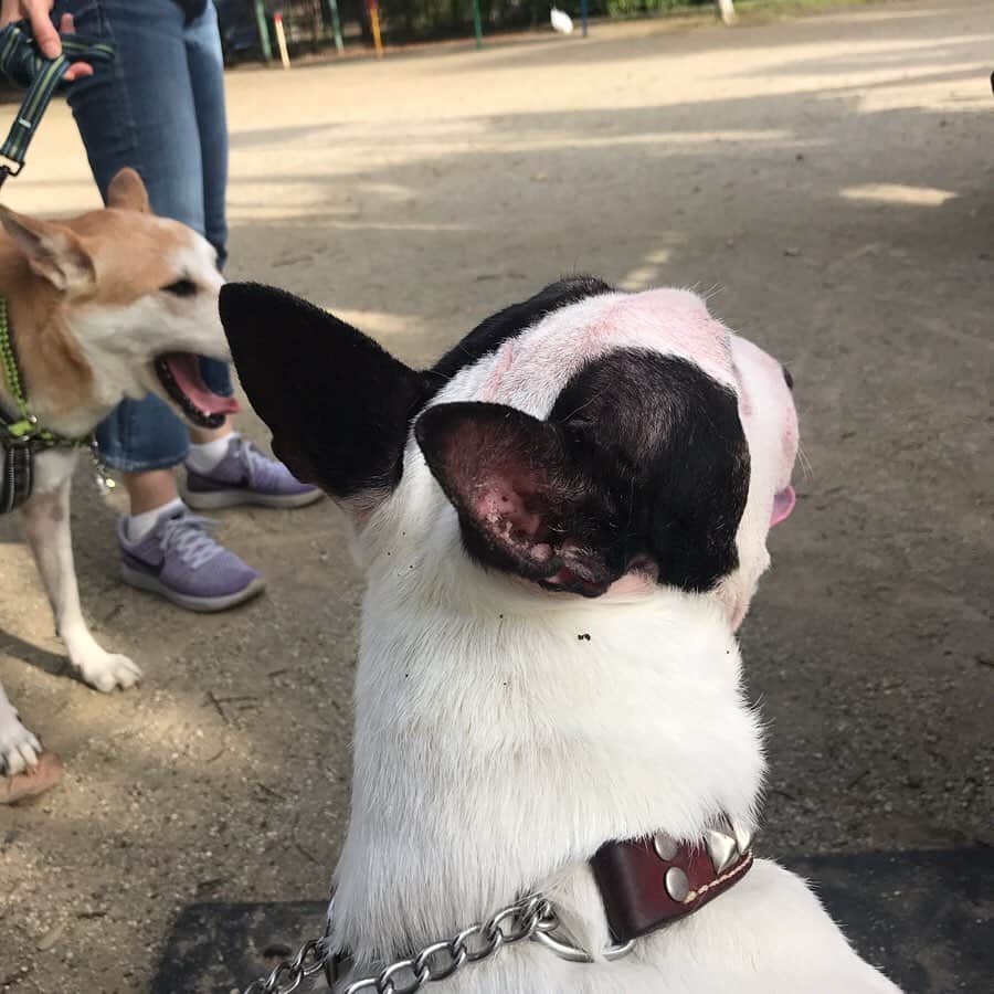 Q太郎さんのインスタグラム写真 - (Q太郎Instagram)「#minituru#bull#terrier#minibullterrier#miniturubullterrier#dog#dogstagram#cute#qtaro#love#family#ミニチュア#ブルテリア#ミニチュアブルテリア#Q太郎#遊びたい」9月20日 17時12分 - qtaro.jun