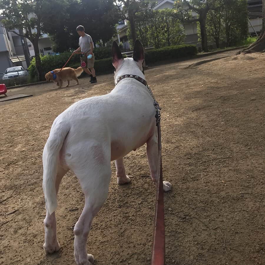 Q太郎さんのインスタグラム写真 - (Q太郎Instagram)「#minituru#bull#terrier#minibullterrier#miniturubullterrier#dog#dogstagram#cute#qtaro#love#family#ミニチュア#ブルテリア#ミニチュアブルテリア#Q太郎#遊びたい」9月20日 17時12分 - qtaro.jun