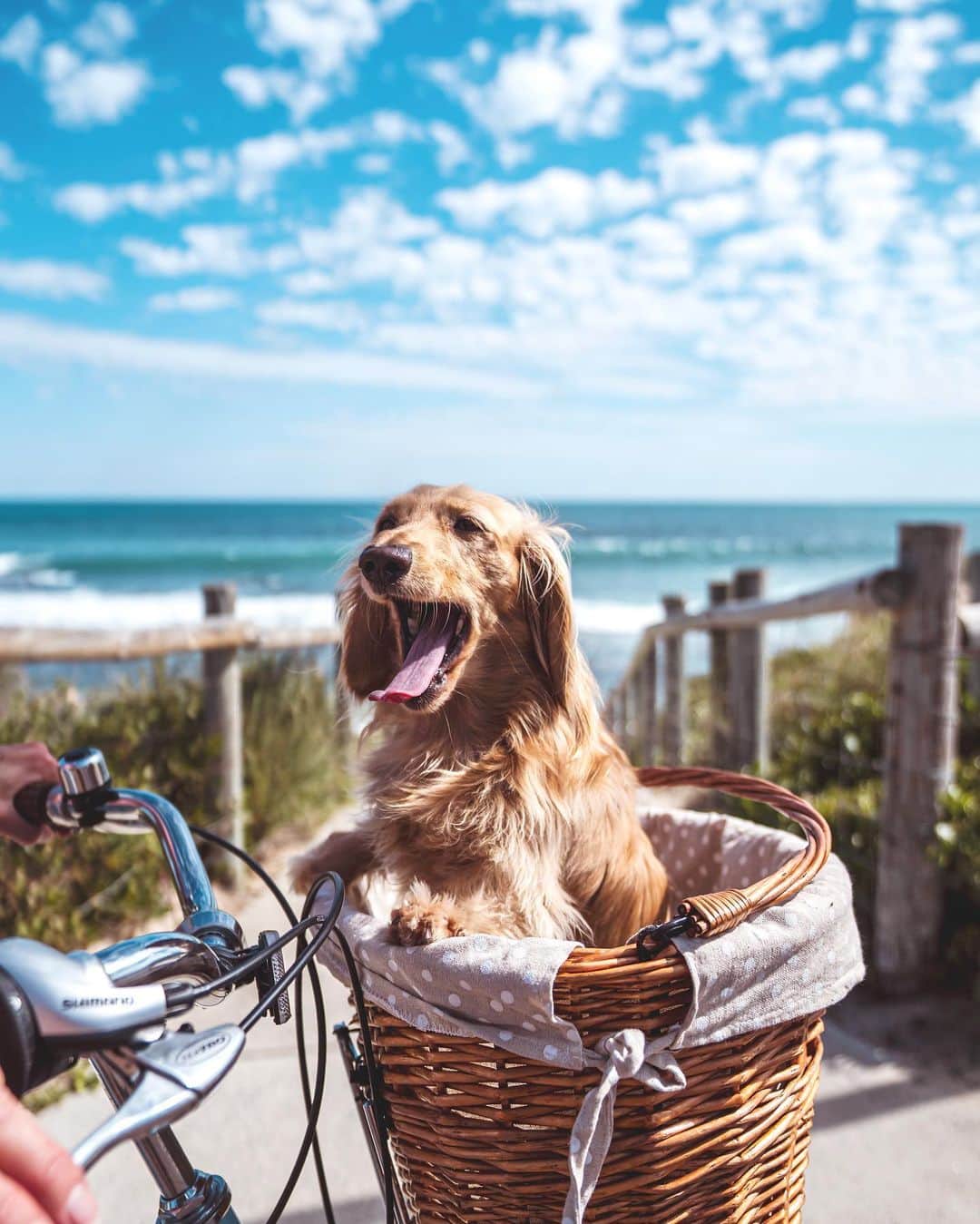 Amanda Biskさんのインスタグラム写真 - (Amanda BiskInstagram)「Spring rides along the coast with all the essentials…@westcoast_weenies & @larocheposayaunz sunscreen ☀️ I ALWAYS use sunscreen to protect my skin, even if I’m not out in the direct sun, and especially on my face! (something my dad taught me about keeping my skin looking young & fresh! 😉) The sun causes damage through clouds, windows (like in your car), and even has intensity in winter! Because I use sunscreen all the time (you guys know I also train outside ALOT!), I’ve tried and tested my fair share, so when I found La Roche-Posay Anthelios XL Ultra-Light Fluid SPF50+ I was stoked it ticked off all of my must haves! SPF 50+, it doesn’t sting or aggravate my dry sensitive skin, non-greasy, non-sticky, absorbs effortlessly with a matte finish, moisturises my skin AND (for those of you who wear make up daily) it is actually an awesome makeup base! WIN! 🙌🏼 Sun smart always! ☀️☀️☀️ #larocheposay #anthelios #healthyskin #larocheposaypartner ab♥️x」9月20日 17時28分 - amandabisk