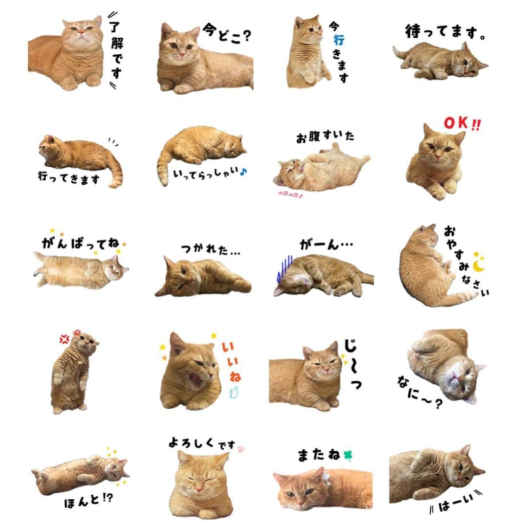 Purin_munchkincatさんのインスタグラム写真 - (Purin_munchkincatInstagram)「宣伝させてください🙇‍♀️ この度プリンさんのLINEスタンプを作りました🥳🎶💕 ずっと作りたかったんだけど…怠け者のママのせいで時間かかってゴメンね😭💓 皆さんの日常にプリンさんを使ってもらえたら嬉しいです！良かったらダウンロードしてください🙏✨ https://line.me/S/sticker/9183438 ストーリーにリンク貼るのと、プロフィールにもURL貼っておきます❤️もしくはスタンプショップで"マンチカンのプリン"で検索してね😸🐾 作ってみて気付いたけど、本当に寝てる写真ばっかりだった😹💕笑」9月20日 17時28分 - purin_nyan