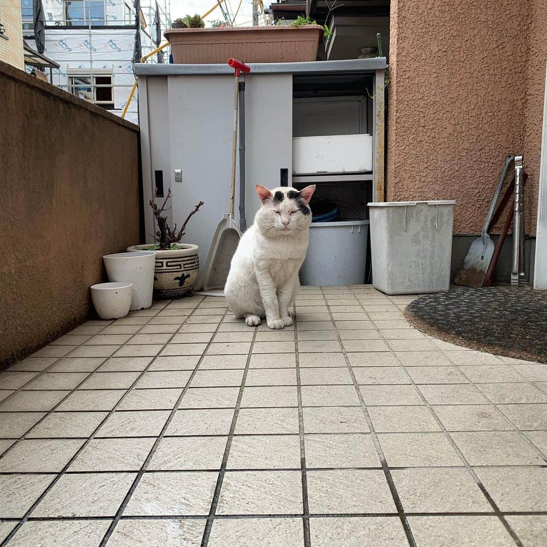 Kachimo Yoshimatsuさんのインスタグラム写真 - (Kachimo YoshimatsuInstagram)「お行儀よく待つ #uchinonekora #nanakuro #neko #cat #catstagram #kachimo #猫 #ねこ #うちの猫ら http://kachimo.exblog.jp」9月20日 18時16分 - kachimo