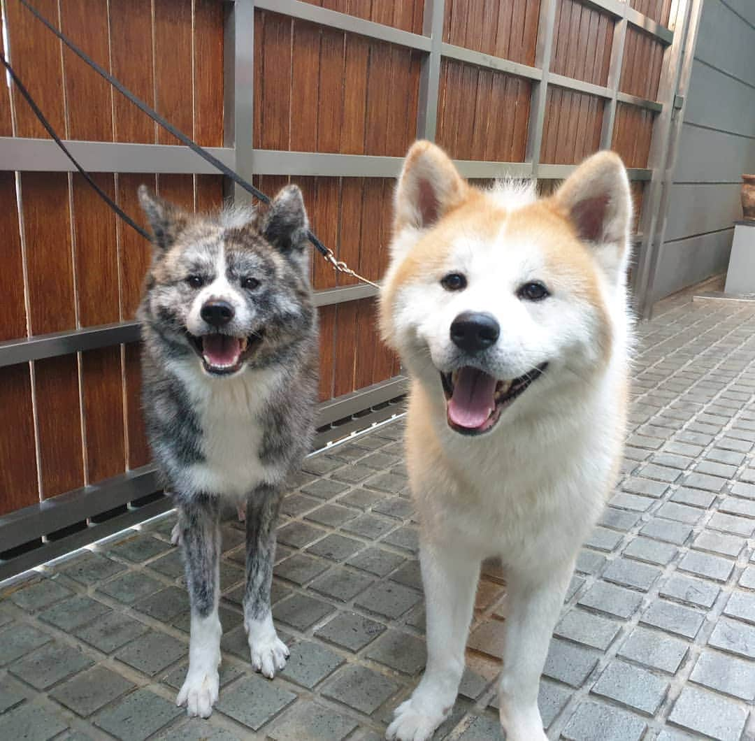 INA. CH KAITO VON JAH SUEDEのインスタグラム：「Always in a good mood when he come home and go walk everyday . . 😘 @akita.hana . . . . . . . . . #akita#akitafeatures#akita_feature#japaneseakita#dog_features#Hatchiko#love#animal#petoftheday#akitaofinstagram#pet#animal#秋田犬#犬#秋田#日本の秋田#日本犬 #大型犬 #日本語 #子犬 #可愛い #doglover#ワンコ大好き倶楽部公式 #photooftheday#akitagram#instapet#dogstagram#dog#puppy#INSTAKITA」