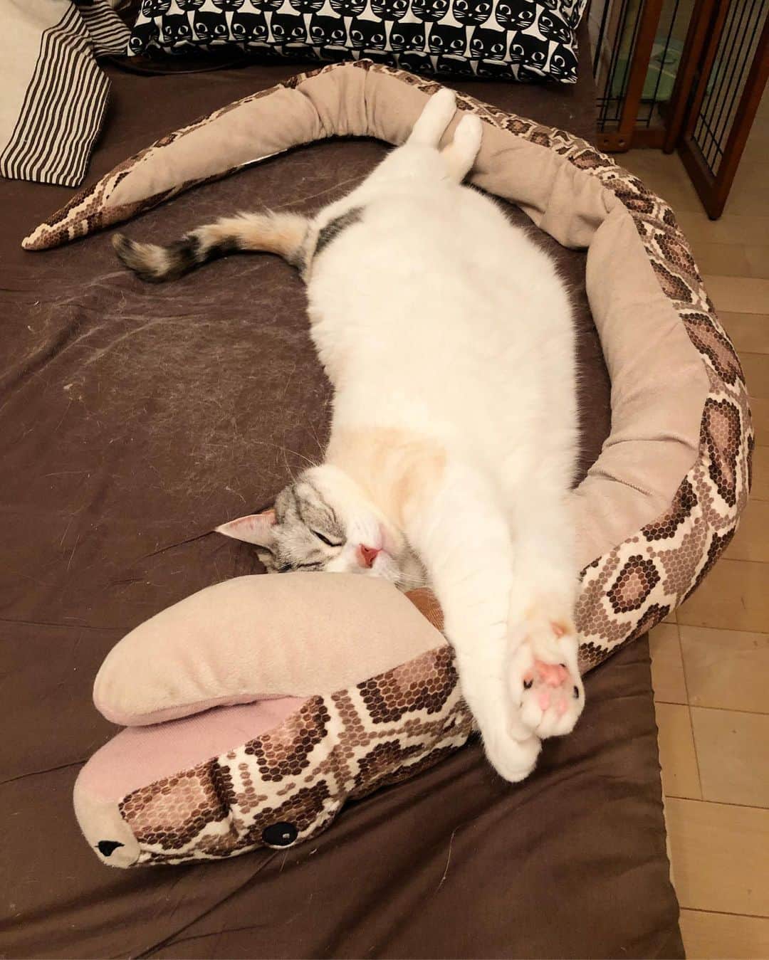 ホタテ＆クラム＆シラスのインスタグラム：「お気に入りの場所 #cat #neko #ScottishFold #猫 #ねこ #スコティッシュフォールド #catstagram #instagram #instagramjapan #ig_japan #igersjp」