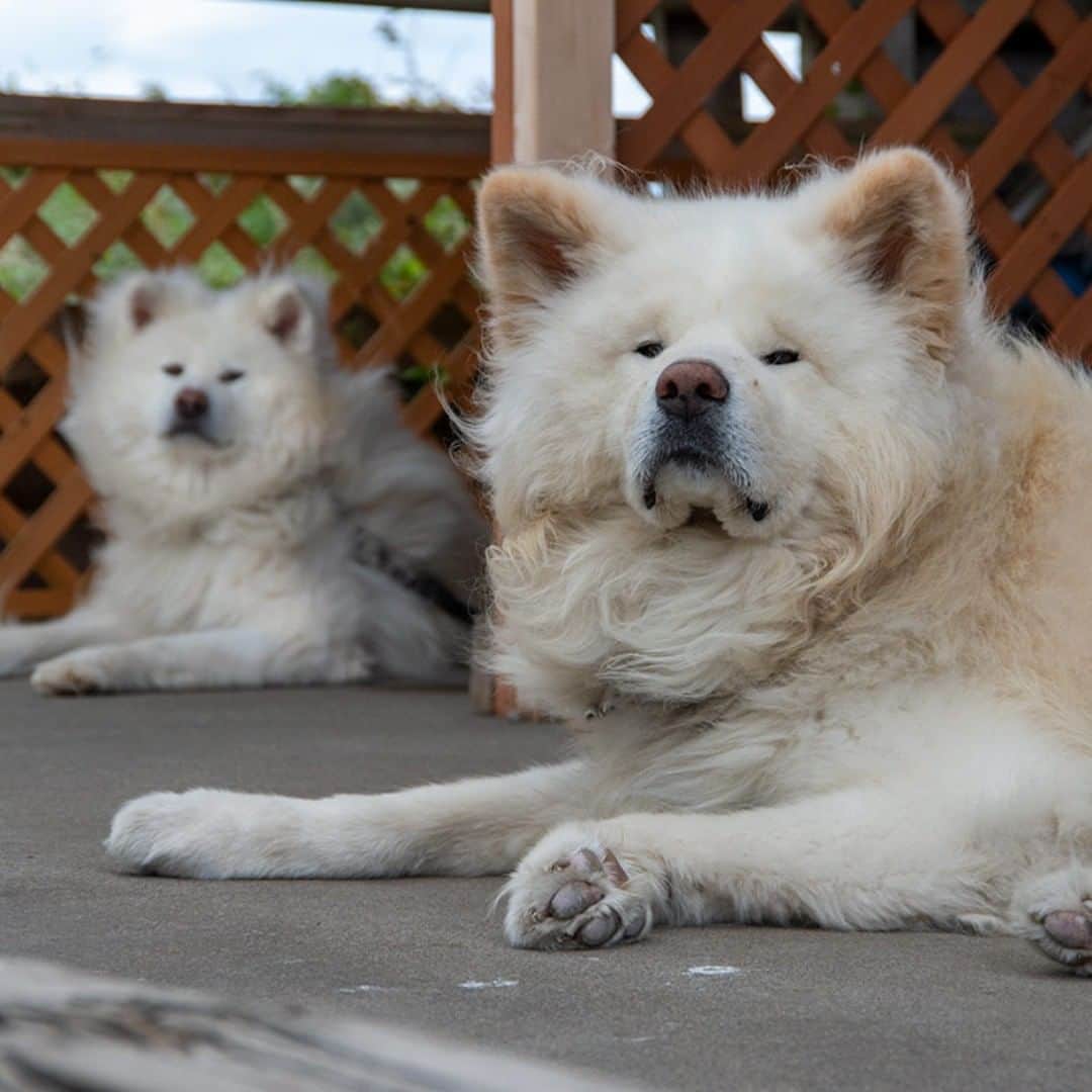 わさおのインスタグラム：「Double fluffy! 秋風に たなびくわさ毛 ちょめ毛かな  #busakawa #longhair #longcoat #akitainu #dog #wasao #ぶさかわ #長毛 #秋田犬 #わさお #ちょめ #chome」