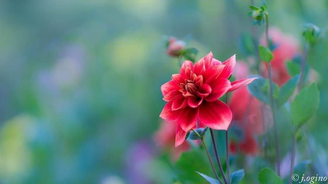 花の写真館のインスタグラム：「Photo by @junichi.0712.⠀ https://www.instagram.com/junjun.o712/⠀ .⠀ Original Post[投稿頂いたURL]⠀ https://www.instagram.com/p/BYrQYsgAk1_/⠀ .⠀ 本アカウントは、 #私の花の写真 をつけてInstagramに投稿された皆さまの花の写真や、「花の写真館」Facebookページで投稿された花の写真を紹介します。⠀ 「花の写真館」Facebookページは、「 @floral.photograph 」のプロフィールにあるURLからご覧ください。⠀ .⠀ #花の写真館 #floralphotograph #floralphoto #flower #flowers #富士フイルム #FUJIFILM⠀ Follow: @floral.photograph」