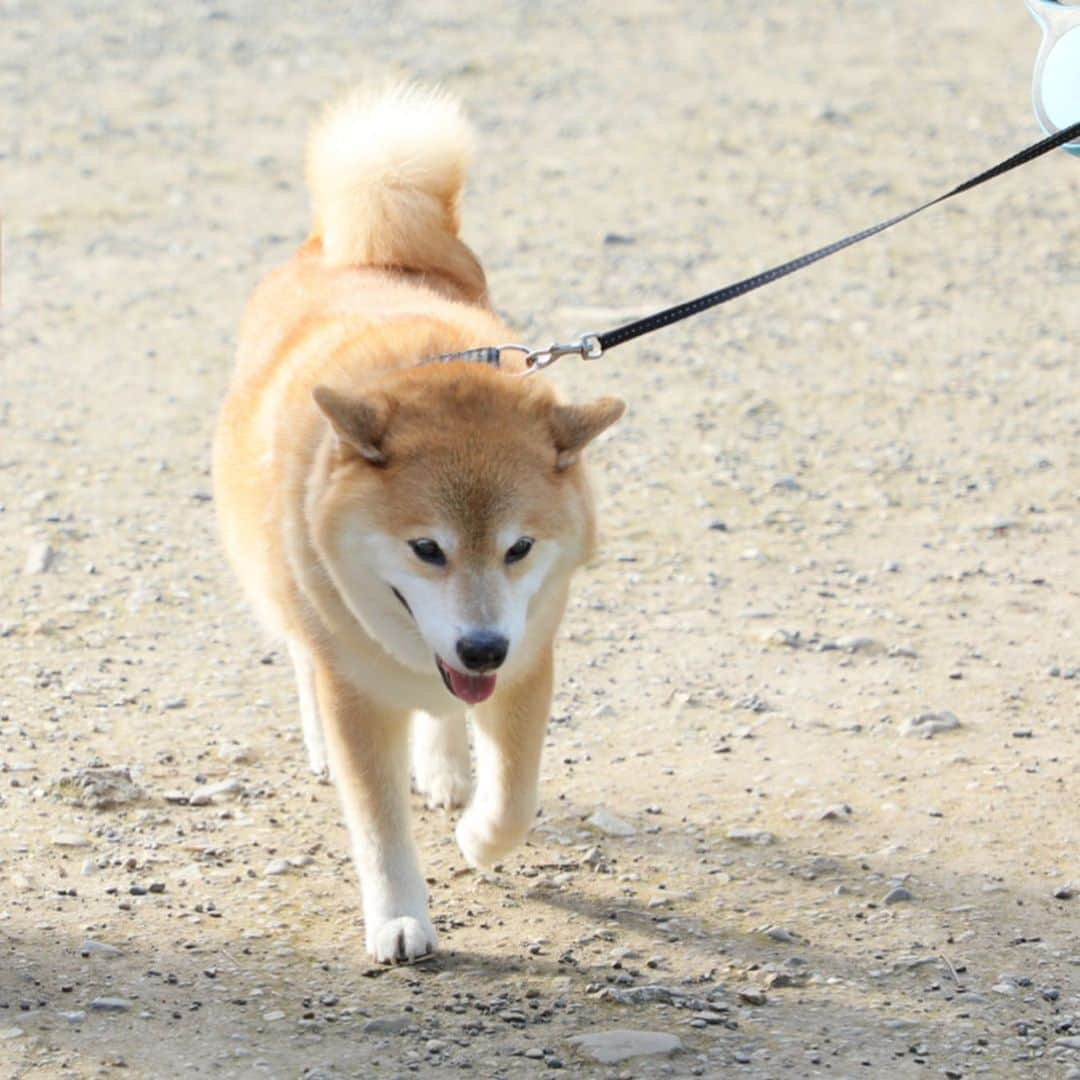 リンネルのインスタグラム