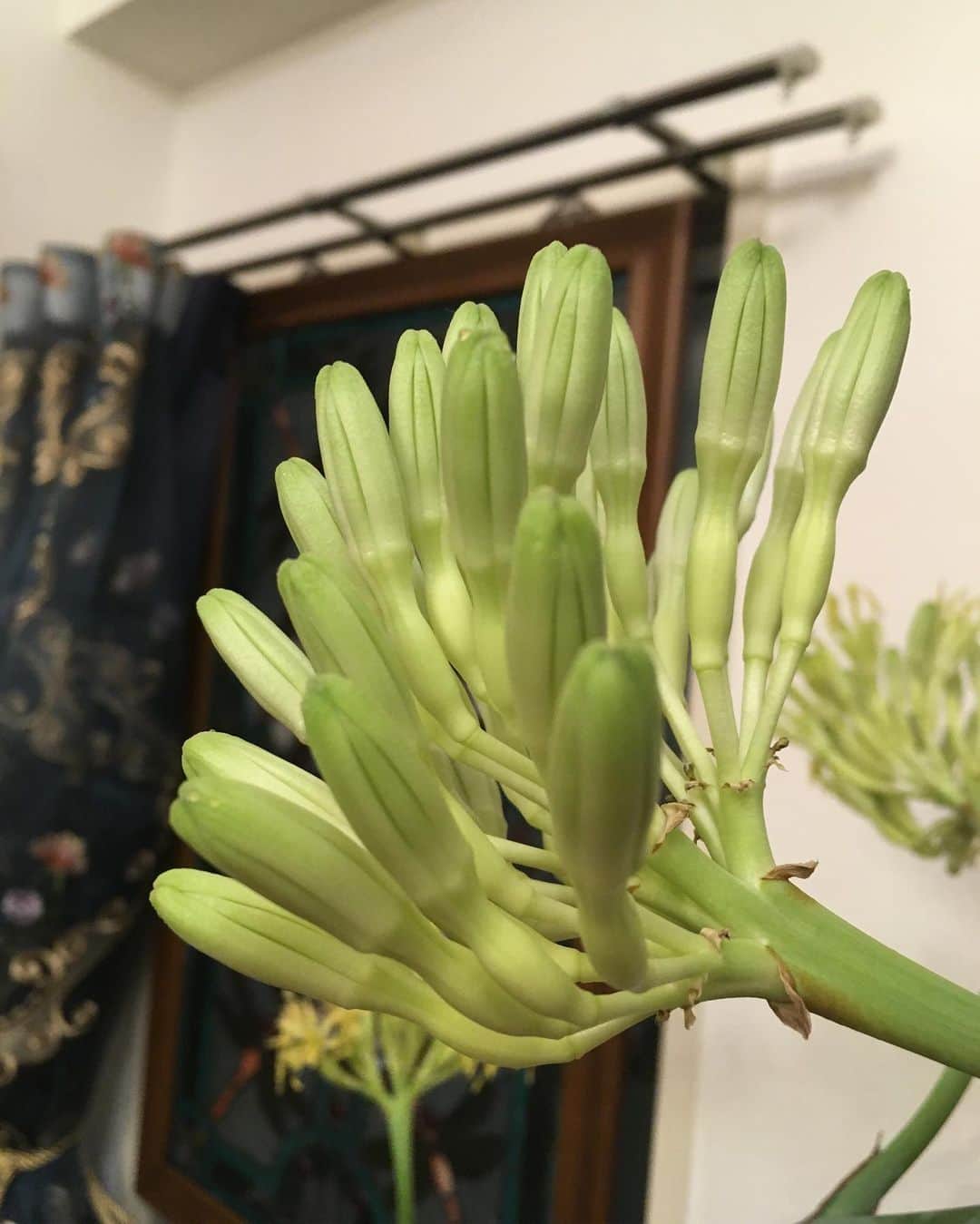 福山理子さんのインスタグラム写真 - (福山理子Instagram)「花を咲かせるのは非常に難しく、50年に一度咲くか咲かないとか 言われている雷神のお花💐 一生に一度しか咲かない貴重なお花 さすが風間さんご夫婦の開運サロン たくさん力をいただきました！これからまた楽しみ。いつもありがとうございございます。眞由美さんが美人！  #雷神の花  #雷神のお花 #開運サロン #アガベ  #風間印房 #美人と撮影すると緊張するあたし」9月20日 20時23分 - rikofukuyama