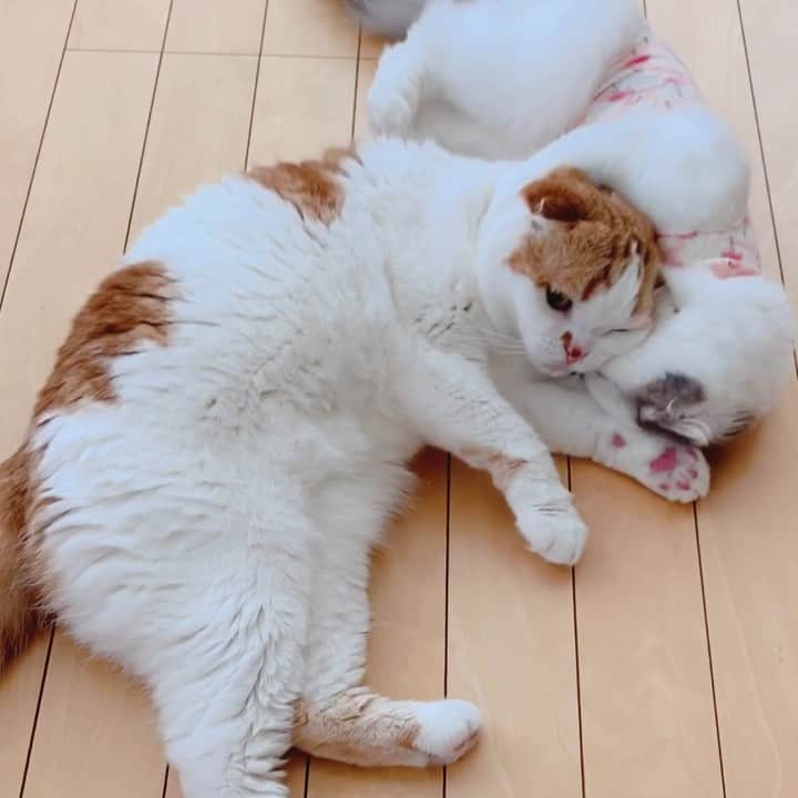 のんたのインスタグラム：「barberぱん💈 のんちゃんが大好きすぎて愛が重めのぱんちゃん のんちゃんが嫌がって逃げるまで続きます。」