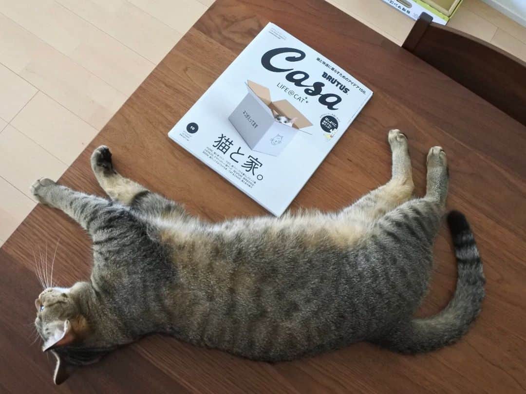 のインスタグラム：「絶対買っちゃうやつ。 そして、内容がとっても充実してた♪ . . . @casabrutus #カーサブルータス #magazine  #ちゃんた949日目 #猫 #ねこ #cat #cats #love #chat #ilovecat #instacat #catlover #cute #catoftheday #tigre #mignon #cats_of_instagram  #catsofinstagram #catstagram #browntabby #愛猫 #保護猫 #被災猫 #キジ猫 #キジトラ」