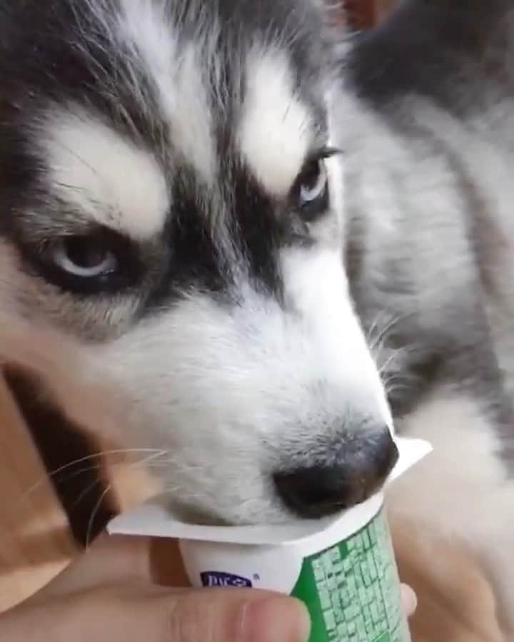 husky and malamuteのインスタグラム：「Weekend is coming.🤪🤪 follow @alaskandaily （Twitter：alaskandaily）for more cute pic and video.😜 ……………………………………………………………… Each video was approved by the original author. But  don't have a Instagram account. We are first one post those video. So watermark credit @alaskandaily ……………………………………………………………… #alaskan#malamute#alaskanmalamute#alaskanhusky#malamutesofinstagram#puppylife#puppylove#puppydog#puppylover#dogdays#malamutepuppy#huskies#huskeypuppy#huskeiesreq#siberian#huskeiesofig#dogslife#dogsofnyc#cutedog#cutedogs#huskeypics#huskeylovers#huskygram#huskeylove#huskiesofinstagram#dogsofnyc#husky#狗」