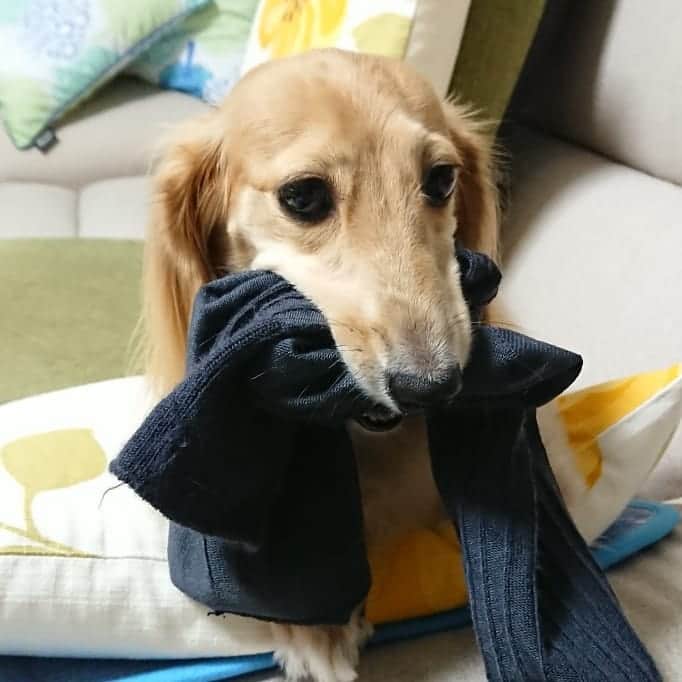 kazumiさんのインスタグラム写真 - (kazumiInstagram)「. レアちゃんの日課 . お父さんの使用済み靴下🧦 . 「ちょうだい!!」って言うと 嬉しそうにくわえて逃げ回る…😅💝 . 元ラガーマンのお父さん 応援に熱入ってます🏈🏈🏈 * * * #レア#レアちゃん#愛犬#癒し#可愛い#ダックス#ダックスフンド#ミニチュアダックス#ミニチュアダックスフンド#靴下大好き#すぐ噛み噛みして穴開ける#臭くないのか#ヤンチャ姫#レア日記#ラグビー応援中#お父さんは元ラガーマン #dachshund#miniaturedachshund#dogstagram#dogofinstagram#dachshundsofinstagram#dachshundlove#instadog#cute#pretty#love」9月20日 20時42分 - dagumama