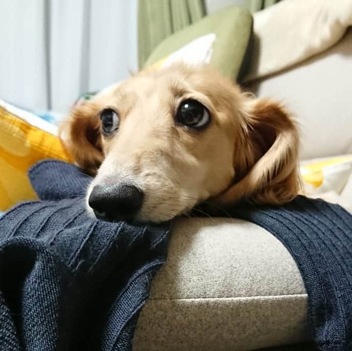 kazumiさんのインスタグラム写真 - (kazumiInstagram)「. レアちゃんの日課 . お父さんの使用済み靴下🧦 . 「ちょうだい!!」って言うと 嬉しそうにくわえて逃げ回る…😅💝 . 元ラガーマンのお父さん 応援に熱入ってます🏈🏈🏈 * * * #レア#レアちゃん#愛犬#癒し#可愛い#ダックス#ダックスフンド#ミニチュアダックス#ミニチュアダックスフンド#靴下大好き#すぐ噛み噛みして穴開ける#臭くないのか#ヤンチャ姫#レア日記#ラグビー応援中#お父さんは元ラガーマン #dachshund#miniaturedachshund#dogstagram#dogofinstagram#dachshundsofinstagram#dachshundlove#instadog#cute#pretty#love」9月20日 20時42分 - dagumama