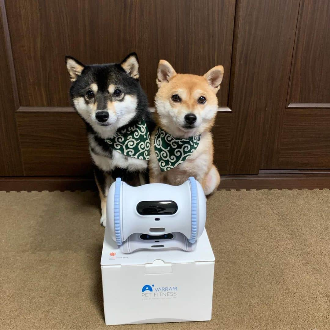 豆柴なつ&ふゆさんのインスタグラム写真 - (豆柴なつ&ふゆInstagram)「Pet's fitness "Varram" arrived😆❤️ バレムペットフィットネスが届いたよ😆❤️ #バレム #バレムペットフィットネス #ペットフィットネス #ノーズワーク #人工知能ロボット #ロボット #varrampetfitness #varram  #シバフル#柴犬#豆柴#mameshiba #shiba #shibainu #shibagram #todaysdog #柴犬マニア #shibalovers  #shibasofinstagram  #iloveshiba #犬ら部 #mofmo  #dogstagram #dogsofinstagram  #🐕📷 #shiba_snap  #shibalove #ふわもこ部#pecodogs #japanesedog」9月20日 21時11分 - mameshiba.natsuinu56