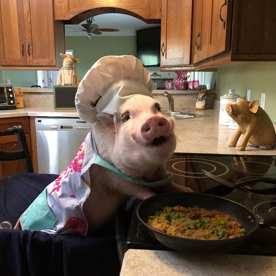 のインスタグラム：「Best brother ever! Silly Pop got up and made us veggie fried rice to pack in our school lunches today. Happy #NationalFriedRiceDay everybody. Good thing he’s not lazy when it comes to food.🐷🥡🥢#chefpop #friedrice #veggielover #friendsnotfood #SillyPop #PrissyandPop」