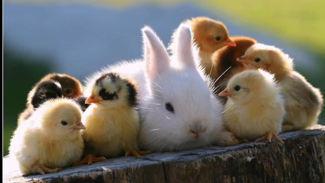 Baby Animalsさんのインスタグラム写真 - (Baby AnimalsInstagram)「Hangin' with some chicks.」9月20日 21時06分 - thebabyanimals