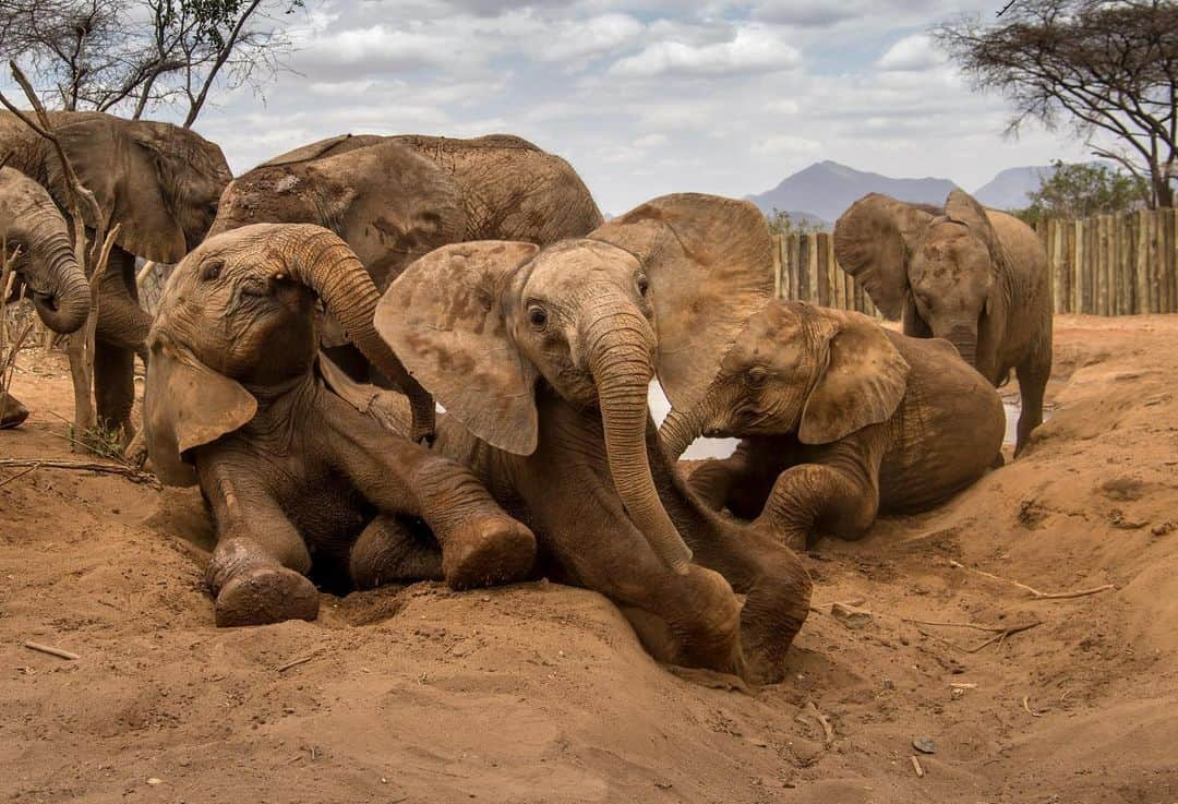 NikonUSAさんのインスタグラム写真 - (NikonUSAInstagram)「Did you know that 🐘 spend between 12 to 18 hours a day eating grass, plants and fruit? This Sunday is #NationalElephantAppreciationDay and we're showing our love for these friendly giants with this photo by #NikonAmbassador @AmiVitale, created using her #Nikon #D5 and AF-S #NIKKOR 24-70mm f/2.8G ED lens. Share your #wildlifephotography with us using #NikonNoFilter for a chance to be featured! #elephants #elephant #wildlife @r.e.s.c.u.e」9月20日 22時15分 - nikonusa