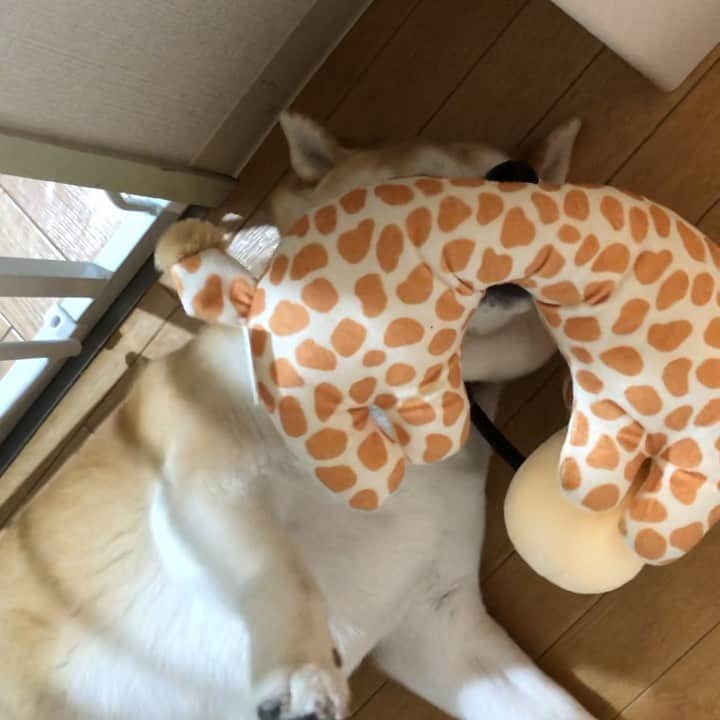 のインスタグラム：「父さんおかえり〜〜ごろーん  足はカキカキーーお手手ぴーん🤣」