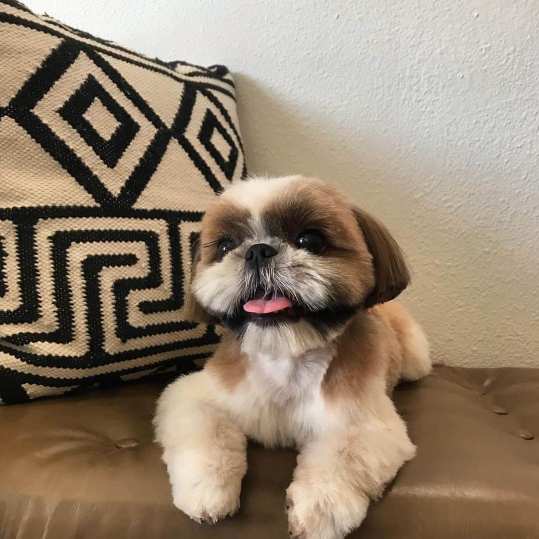Dogs by Ginaのインスタグラム：「Happy Birthday! @coco.and.the.city 🌸🌺」