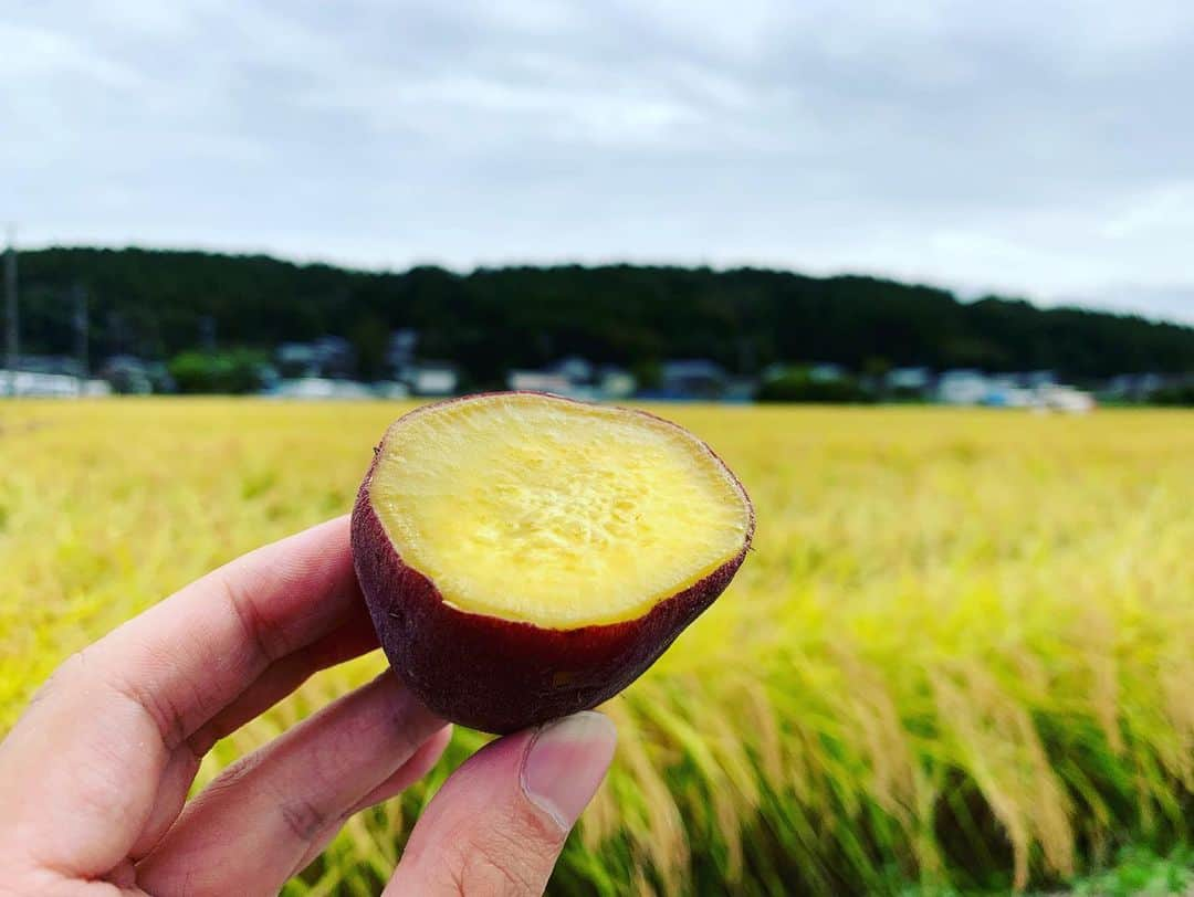 工藤淳之介さんのインスタグラム写真 - (工藤淳之介Instagram)「酒造りプロジェクトは稲刈り！ 実ってたーーー🌾 この放送は10月5日のなじラテにて！ あすは全員注目のコーナーで 片付け術やりますよ👀  #なじラテ #酒造り #稲刈り #実りの秋 #収穫の秋  #初体験 #手刈り #筋肉痛  #休憩 #さつまいも #ナスの漬物 #美味すぎた #強力助っ人 #地元の方々 #感謝感激  #はざかけ #秋の景色 #黄金色  #bsn #アナウンサー #実るほどこうべを垂れる稲穂かな  #稲穂に学ぶ #工藤淳之介」9月20日 23時10分 - kudojun_nosuke_bsn