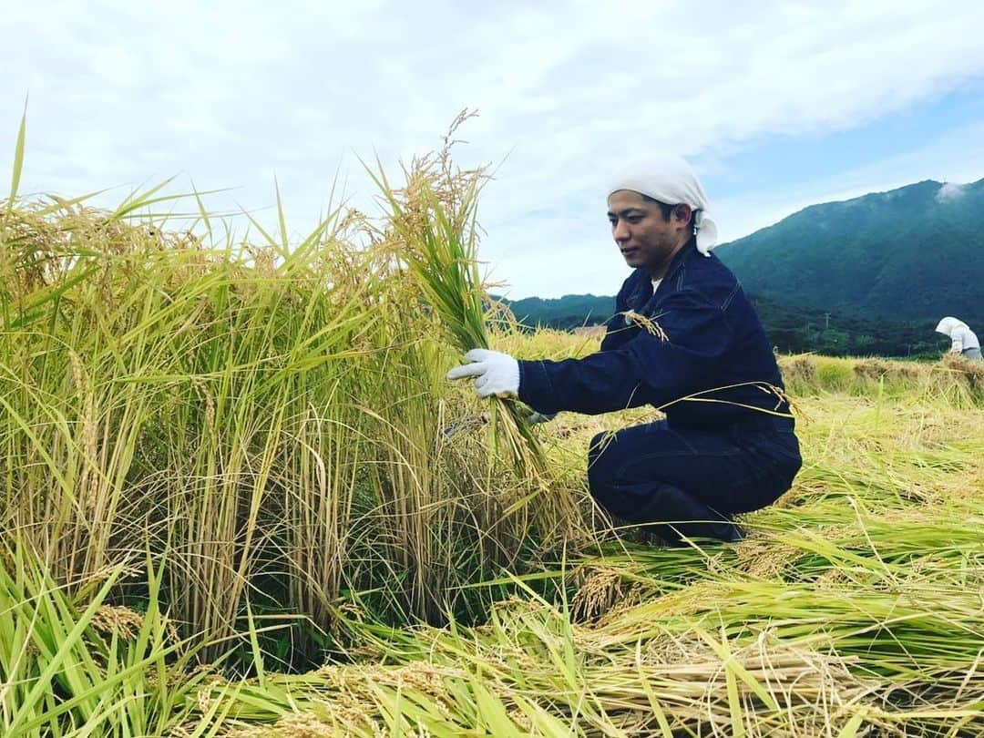 工藤淳之介さんのインスタグラム写真 - (工藤淳之介Instagram)「酒造りプロジェクトは稲刈り！ 実ってたーーー🌾 この放送は10月5日のなじラテにて！ あすは全員注目のコーナーで 片付け術やりますよ👀  #なじラテ #酒造り #稲刈り #実りの秋 #収穫の秋  #初体験 #手刈り #筋肉痛  #休憩 #さつまいも #ナスの漬物 #美味すぎた #強力助っ人 #地元の方々 #感謝感激  #はざかけ #秋の景色 #黄金色  #bsn #アナウンサー #実るほどこうべを垂れる稲穂かな  #稲穂に学ぶ #工藤淳之介」9月20日 23時10分 - kudojun_nosuke_bsn