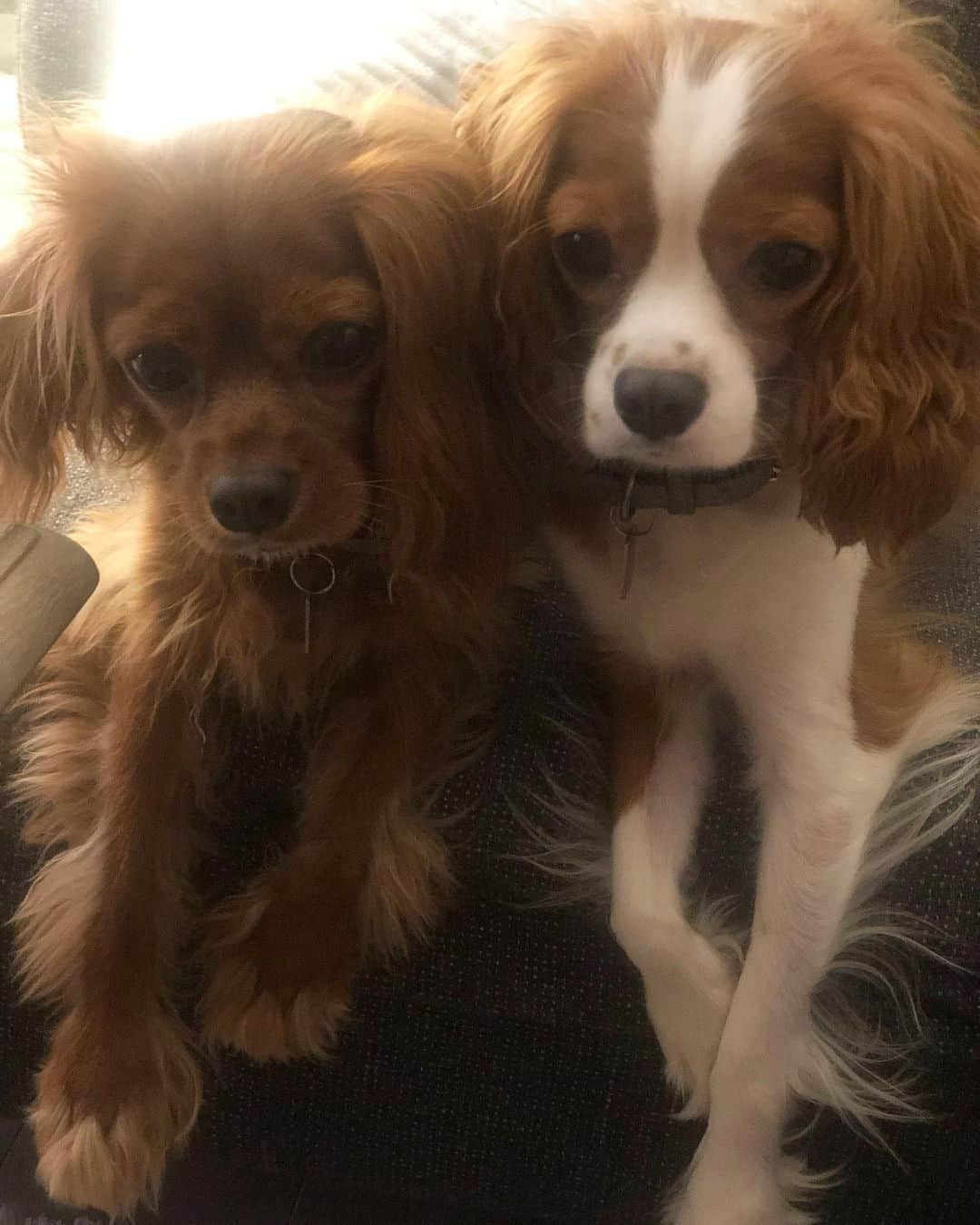 木下ココさんのインスタグラム写真 - (木下ココInstagram)「みんな、ぬいぐるみなの🧸🥰♥️？ #sansasnow #sansa #snow #cavaliers #cavaliersiblings  #kingcharles #dogstagram  #cavlife #cavlove #キャバリア」9月20日 23時51分 - cocot_chan