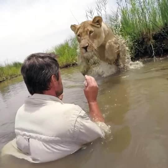 Kevin Richardson LionWhisperer のインスタグラム