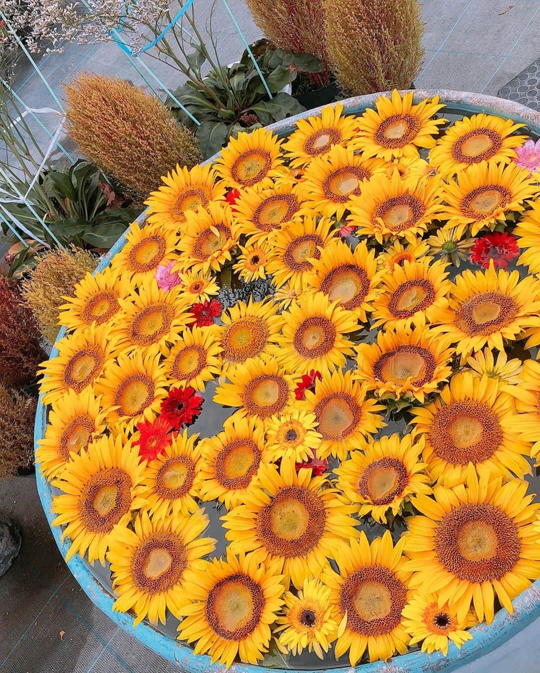 野木久美子のグルメインスタ