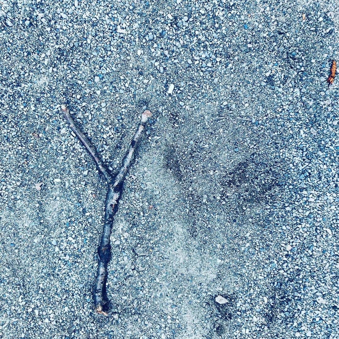 中野敬久さんのインスタグラム写真 - (中野敬久Instagram)「#y #found #alphabet #branch #tree #park」9月21日 9時42分 - hirohisanakano