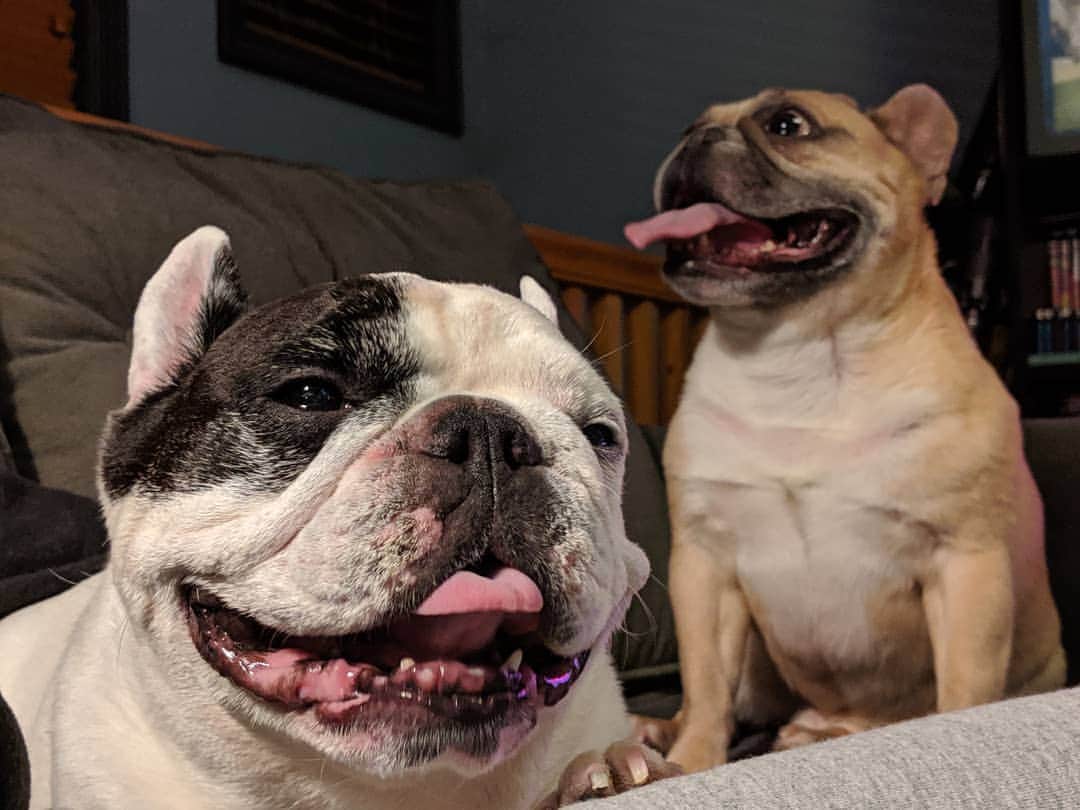 Manny The Frenchieのインスタグラム：「💨 Wasn't me Filip.  Gross Manny! My face is like, right here! 🤮」