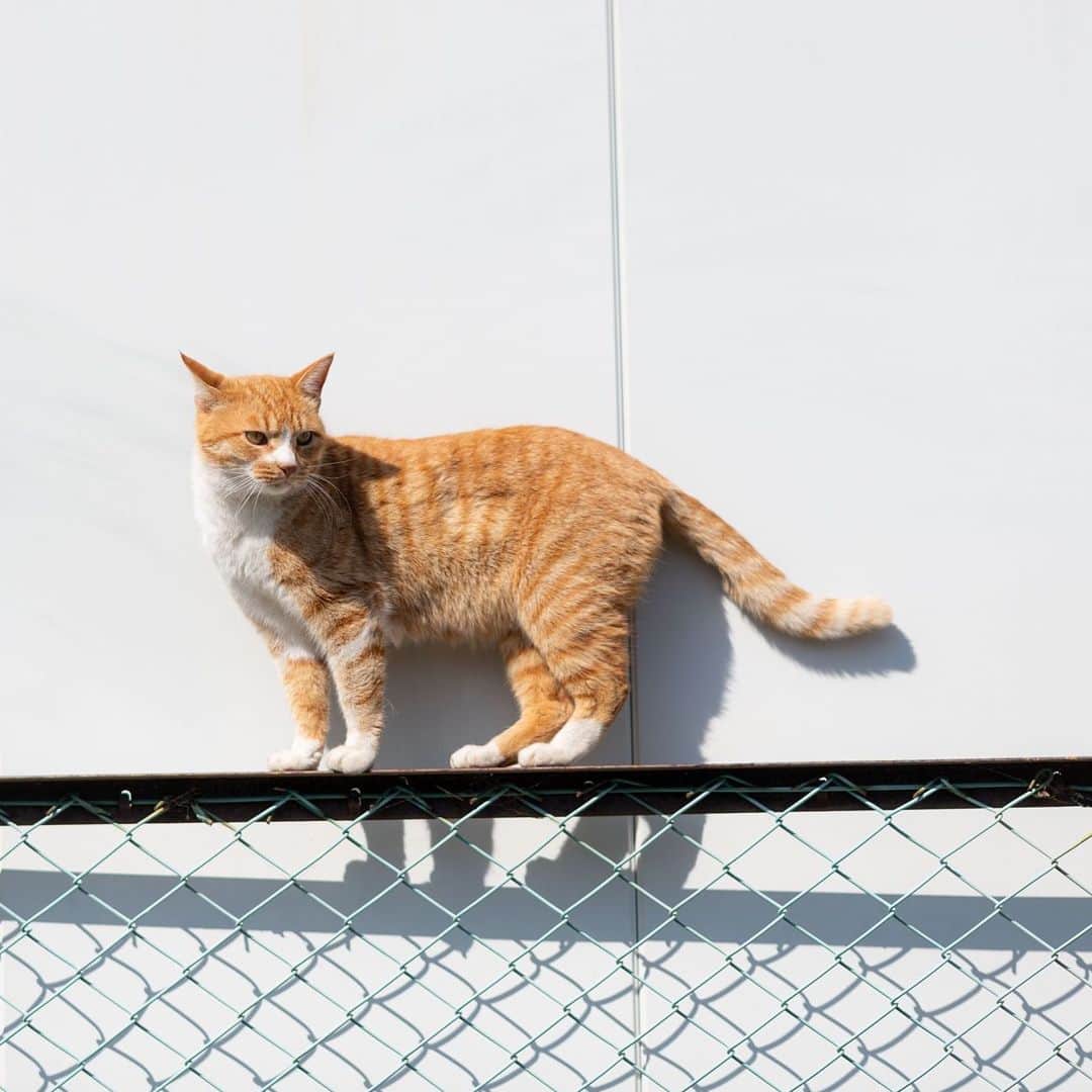 末吉 弦太さんのインスタグラム写真 - (末吉 弦太Instagram)「Cat Walk  #僕らの居場所は言わにゃいで ・ 外で暮らす動物たちの写真をインターネット上で公開する際は、虐待や遺棄を考えている人たちがあなたの発信した情報を悪用する可能性について考慮し、具体的な地名や位置情報などを伏せるようご配慮をお願い申し上げます。 ・ When you post the photo of stray cat, Please Don’t publish about location. If Abusers find your photo.They will come to hurt strays. Please save the life of animals !! ・ 为了在外生存的流浪猫和其它动物们能够平静的生活，请不要公开摄影的场所. ・ 길 고양이나 야외 생활을 하고 있는 동물들의 편안한 생활을 위해 촬영 장소는 공개하지 않도록 하겠습니다. ・ หากคุณถ่ายรูปแมวจรจัด กรุณาอย่าลงสถานที่ที่คุณได้ถ่ายพวกเค้าไว้ เนื่องจากอาจมีคนใจร้ายไปทำอันตรายต่อแมวได้ มาช่วยกันอนุรักษ์แมวกันนะครับ」9月21日 9時36分 - gtx_777r