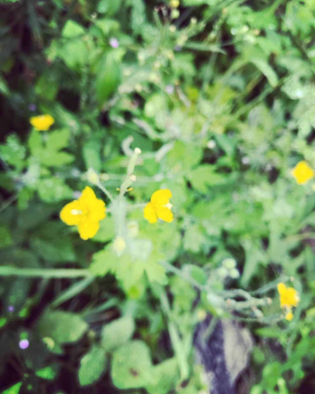 三宅洋平さんのインスタグラム写真 - (三宅洋平Instagram)「半月ほど前の野花たち ここいらは標高は400mくらい 一足先に秋が深まる」9月21日 9時57分 - miyake_yohei