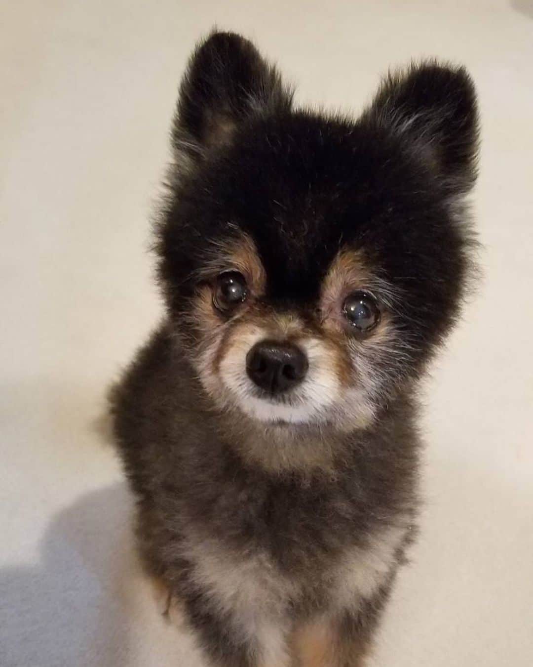のインスタグラム：「おはよう ルナ兄さん💛  毎日 何となく寂しそうでして😭  今、ルナ兄さんの寂しさも考えないと…とパパと話しています。  #いつも2wansだったから #寂しそうで #私達も辛い😓 #只今パパと思案中 #ルナ兄さん14歳と2ヶ月 #ポメラニアン #ブラックタン」