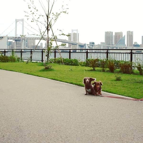 くるみんのインスタグラム：「＊ 聖地巡礼続いては、有明北緑道公園 ドラマでチョイチョイ出てきた場所 すごく良い公園だった  #おっさんずラブ #劇場版おっさんずラブ #有明北緑道公園 #OL民 #ミニチュアダックスフンド #ミニチュアダックスフント #ミニチュアダックス #イザベラタン #イザベラ #カニンヘンダックスフント #カニンヘン #カニンヘンダックス #カニンヘンダックスフンド #チョコタンダックス #チョコタン #ダックス多頭飼い #ダックスフント #ダックスフンドカニンヘン #ダックス #わんこなしでは生きていけません会 #いぬばか部 #いぬすたぐらむ #短足部 #dachshundgram #dachshund #all_dog_japan #east_dog_japan #dogstagram #instagramdog #instadachs」