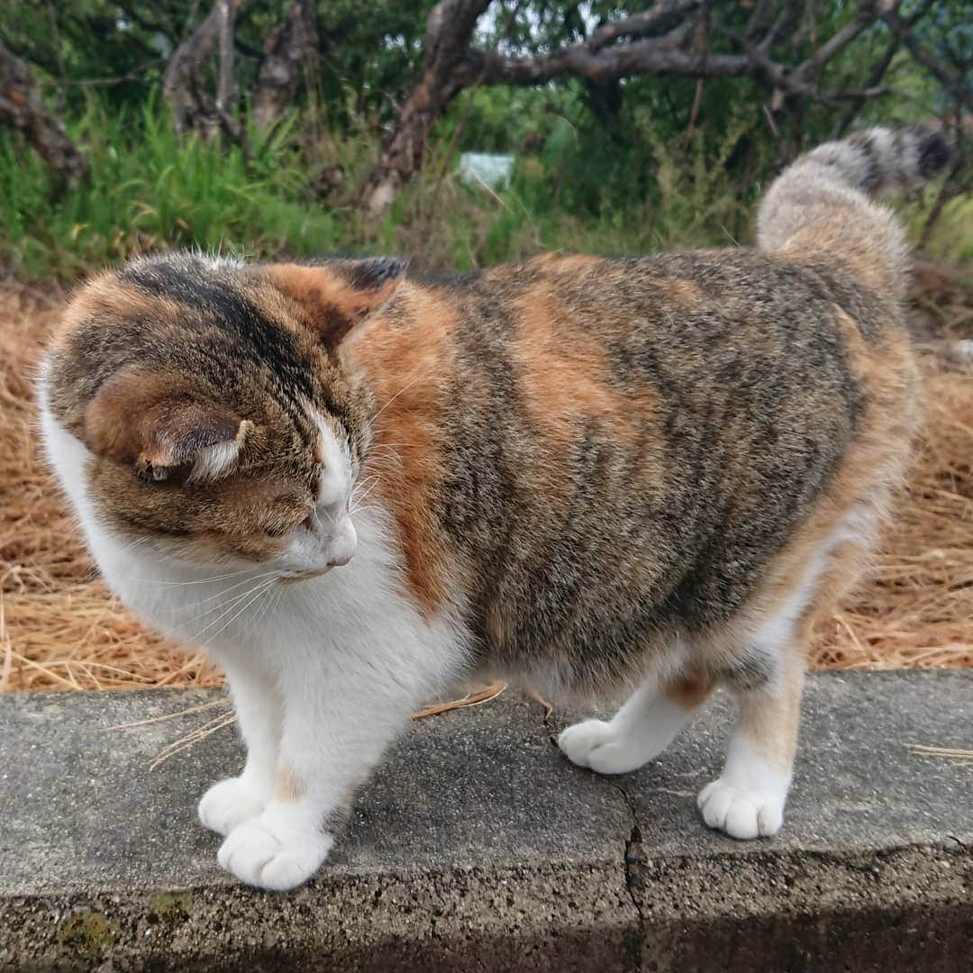 柴子さんのインスタグラム写真 - (柴子Instagram)「おはようございます。 たまには猫で(ウチの子じゃないw)。 #猫　#ネコ　#cat  #柴犬ではない」9月21日 10時19分 - senogawadogs