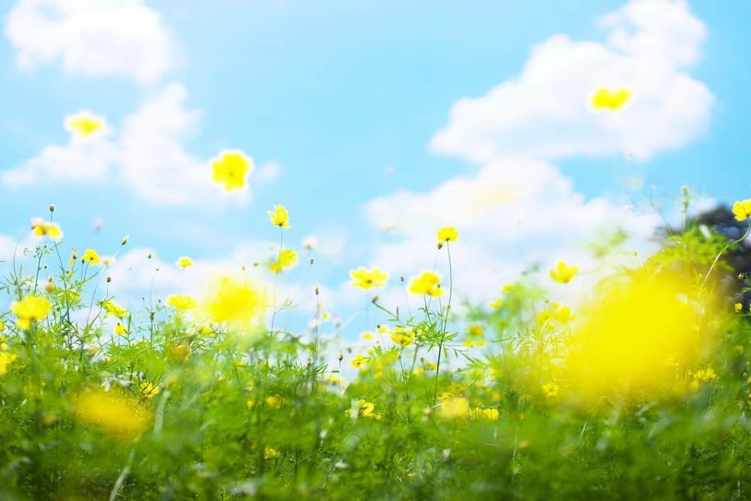 kiccyomuのインスタグラム：「☁️ 2019.09.21 Sat #心に花を #キバナコスモス 青空が欲しい〜週末☺️ * 朝は涼しくなって、爽やかだけど… 天気がイマイチ😅 三連休…今日も元気に🤗 * location #東京 #立川 #昭和記念公園 撮影 9月07日」