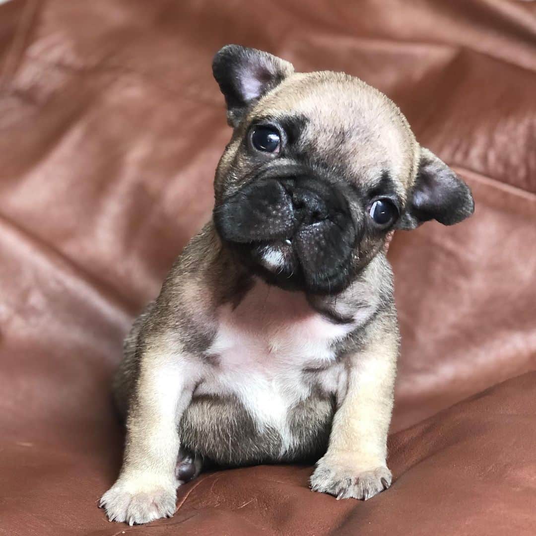 Regeneratti&Oliveira Kennelさんのインスタグラム写真 - (Regeneratti&Oliveira KennelInstagram)「What do you mean, “there’s no more bacon”😲🐾👅 #frenchie #bacon #TGIF #friyay」9月21日 3時38分 - jmarcoz