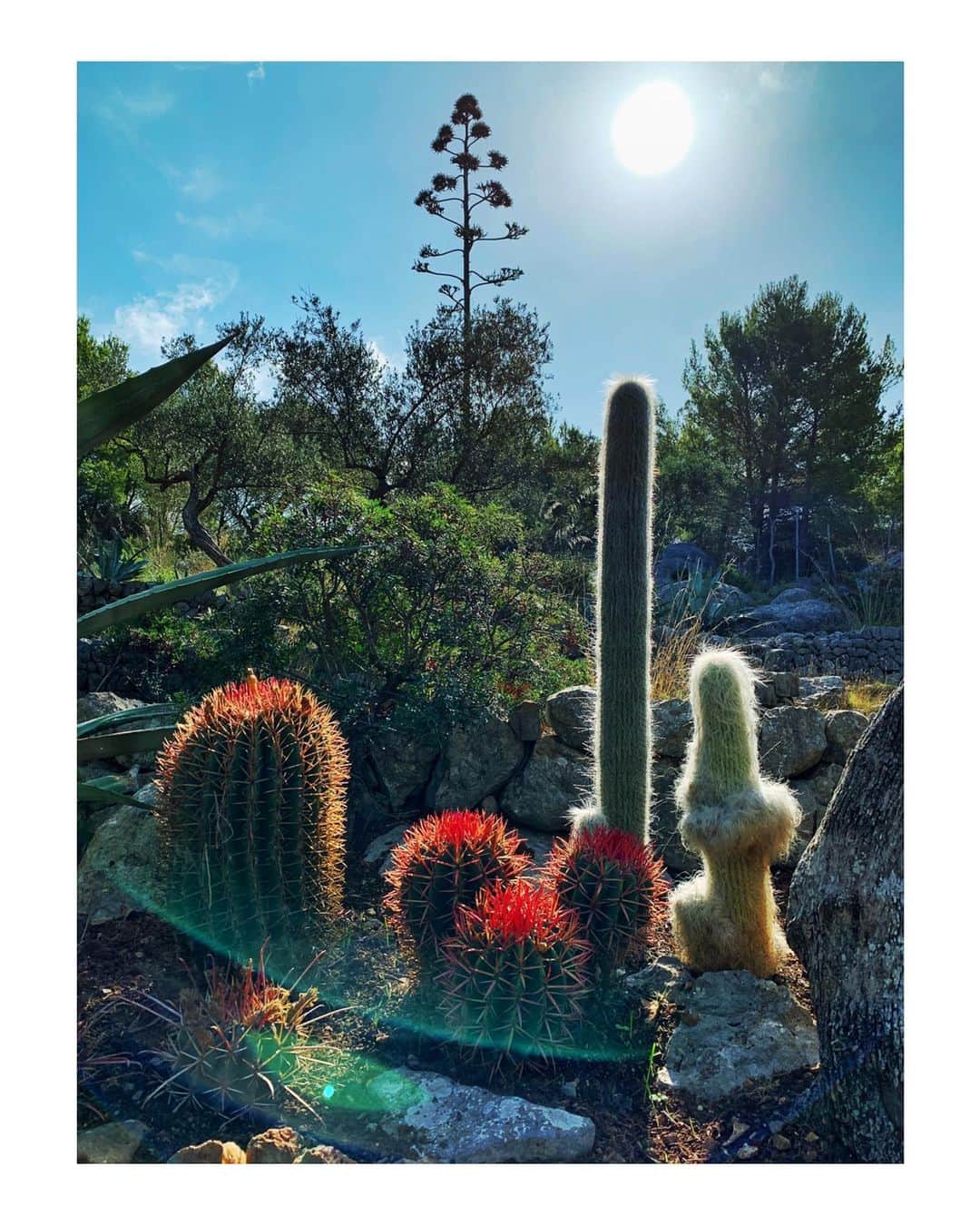 マリオ・ソレンティさんのインスタグラム写真 - (マリオ・ソレンティInstagram)「New obsession  Thank you Edgar you’re a genius!  #cactus」9月21日 3時52分 - mario_sorrenti